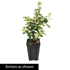 Spring Hill Nurseries 4 in. Pot, Moonshadow Euonymus, Live Potted Broadleaf Evergreen Groundcover Shrub (1-Pack) -Spring Hill Nurseries Shop spring hill nurseries bushes 87480 4f 1000