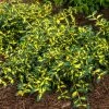 Spring Hill Nurseries 4 in. Pot, Moonshadow Euonymus, Live Potted Broadleaf Evergreen Groundcover Shrub (1-Pack)