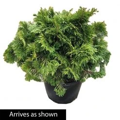 Spring Hill Nurseries 2.25 Gal. Pot, Western Red Cedar, Live Potted Evergreen Shrub (1-Pack) -Spring Hill Nurseries Shop spring hill nurseries bushes 87510 4f 1000