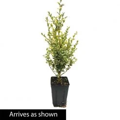 Spring Hill Nurseries 4 In. Pot, Variegated Boxwood (Buxus), Live Broadleaf Evergreen Shrub (1-Pack) 5 Spring Hill Nurseries 4 In. Pot, Variegated Boxwood (Buxus), Live Broadleaf Evergreen Shrub (1-Pack) -Spring Hill Nurseries Shop spring hill nurseries bushes 88686 4f 1000