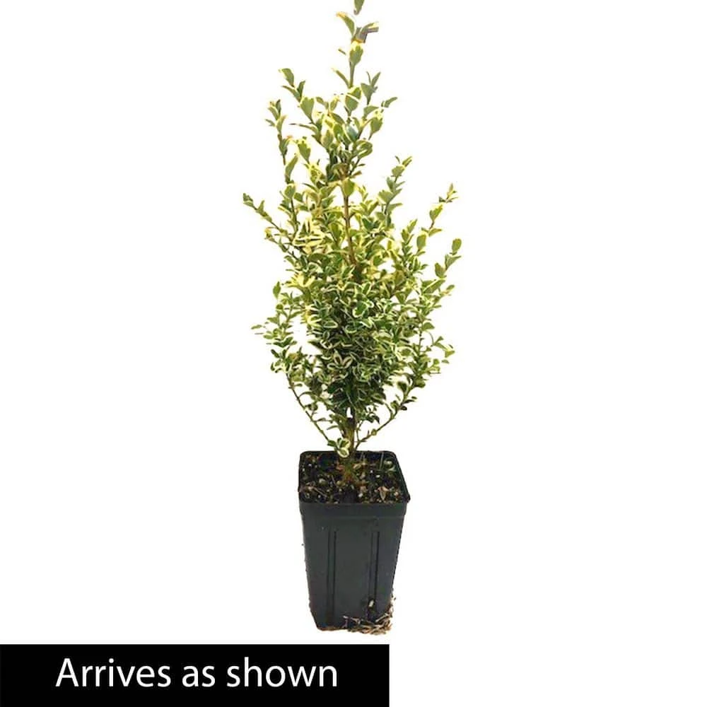 Spring Hill Nurseries 4 In. Pot, Variegated Boxwood (Buxus), Live Broadleaf Evergreen Shrub (1-Pack) 3 Spring Hill Nurseries 4 In. Pot, Variegated Boxwood (Buxus), Live Broadleaf Evergreen Shrub (1-Pack) - Image 3
