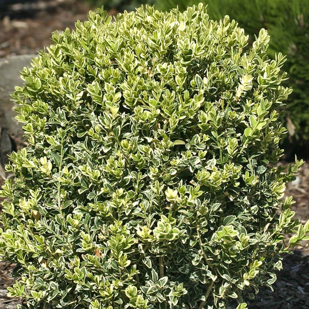 Spring Hill Nurseries 4 In. Pot, Variegated Boxwood (Buxus), Live Broadleaf Evergreen Shrub (1-Pack) 1 Spring Hill Nurseries 4 In. Pot, Variegated Boxwood (Buxus), Live Broadleaf Evergreen Shrub (1-Pack)
