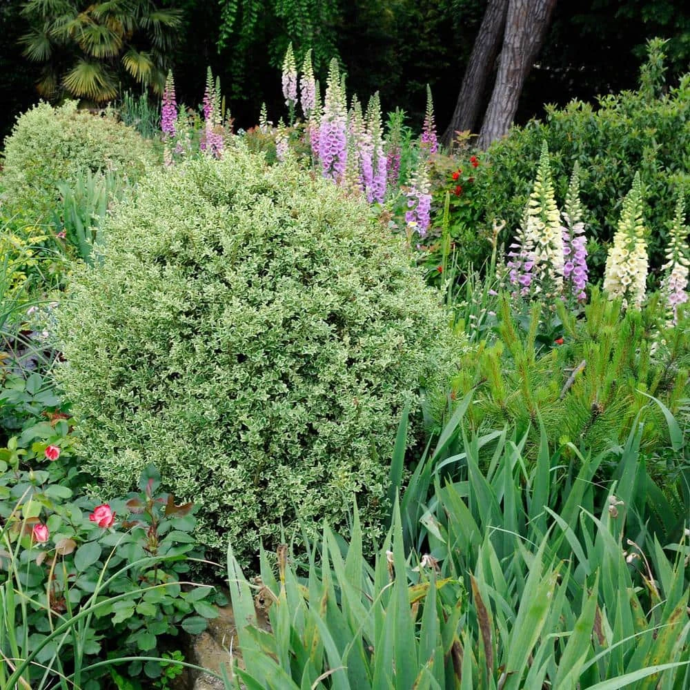 Spring Hill Nurseries 4 In. Pot, Variegated Boxwood (Buxus), Live Broadleaf Evergreen Shrub (1-Pack) 2 Spring Hill Nurseries 4 In. Pot, Variegated Boxwood (Buxus), Live Broadleaf Evergreen Shrub (1-Pack) - Image 2