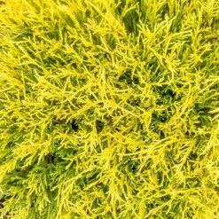 Spring Hill Nurseries 2.25 Gal. Pot Lemon Thread Falsecypress, Live Evergreen Shrub (1-Pack)