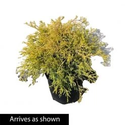 Spring Hill Nurseries 2.25 Gal. Pot Sungold Falsecypress, Live Evergreen Shrub (1-Pack) -Spring Hill Nurseries Shop spring hill nurseries bushes 88693 4f 1000