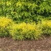 Spring Hill Nurseries 2.25 Gal. Pot Sungold Falsecypress, Live Evergreen Shrub (1-Pack)