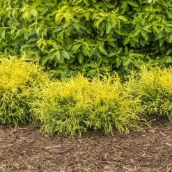 Spring Hill Nurseries 2.25 Gal. Pot Sungold Falsecypress, Live Evergreen Shrub (1-Pack)