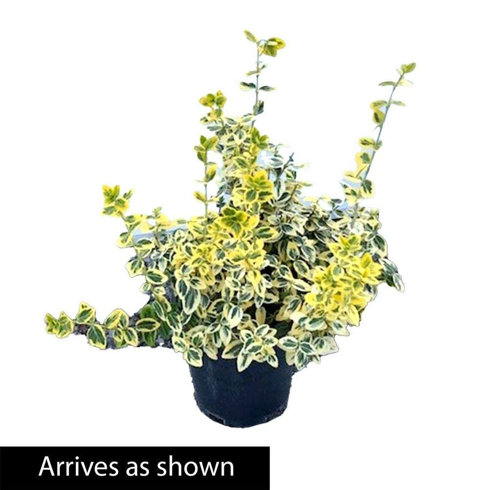 Spring Hill Nurseries 2.50 Qt. Pot Emerald and Gold Euonymus, Live Broadleaf Evergreen Groundcover Shrub (1-Pack) 3 Spring Hill Nurseries 2.50 Qt. Pot Emerald and Gold Euonymus, Live Broadleaf Evergreen Groundcover Shrub (1-Pack) - Image 3