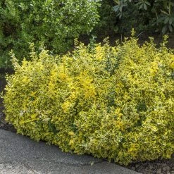 Spring Hill Nurseries 2.50 Qt. Pot Emerald and Gold Euonymus, Live Broadleaf Evergreen Groundcover Shrub (1-Pack)
