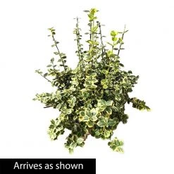 Spring Hill Nurseries 2.25 Gal. Pot Emerald and Gold Euonymus, Live Broadleaf Evergreen Groundcover Shrub (1-Pack) 5 Spring Hill Nurseries 2.25 Gal. Pot Emerald and Gold Euonymus, Live Broadleaf Evergreen Groundcover Shrub (1-Pack) -Spring Hill Nurseries Shop spring hill nurseries bushes 88701 4f 1000