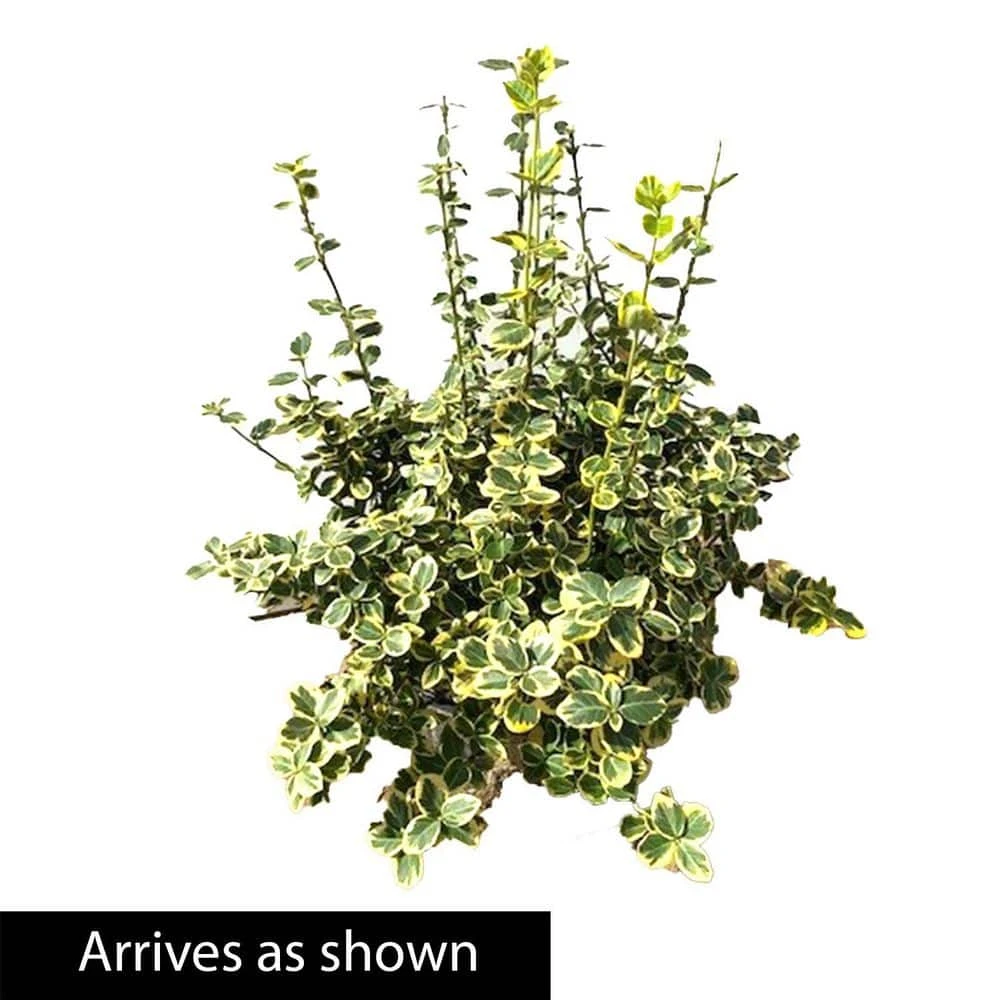 Spring Hill Nurseries 2.25 Gal. Pot Emerald and Gold Euonymus, Live Broadleaf Evergreen Groundcover Shrub (1-Pack) 3 Spring Hill Nurseries 2.25 Gal. Pot Emerald and Gold Euonymus, Live Broadleaf Evergreen Groundcover Shrub (1-Pack) - Image 3