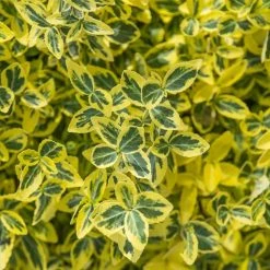 Spring Hill Nurseries 2.25 Gal. Pot Emerald and Gold Euonymus, Live Broadleaf Evergreen Groundcover Shrub (1-Pack)
