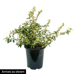 Spring Hill Nurseries 1.50 Gal. Pot, Moonshadow Euonymus, Live Broadleaf Evergreen Ground Cover Shrub, (1-Pack) -Spring Hill Nurseries Shop spring hill nurseries bushes 88702 4f 1000