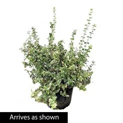Spring Hill Nurseries 1.50 Gal. Pot Polar Bear Euonymus, Live Broadleaf Evergreen Ground Cover Shrub (1-Pack) -Spring Hill Nurseries Shop spring hill nurseries bushes 88703 4f 1000
