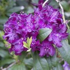 Spring Hill Nurseries 1.50 Gal. Pot, Boursault Rhododendron, Live Broadleaf Evergreen Flowering Shrub (1-Pack)