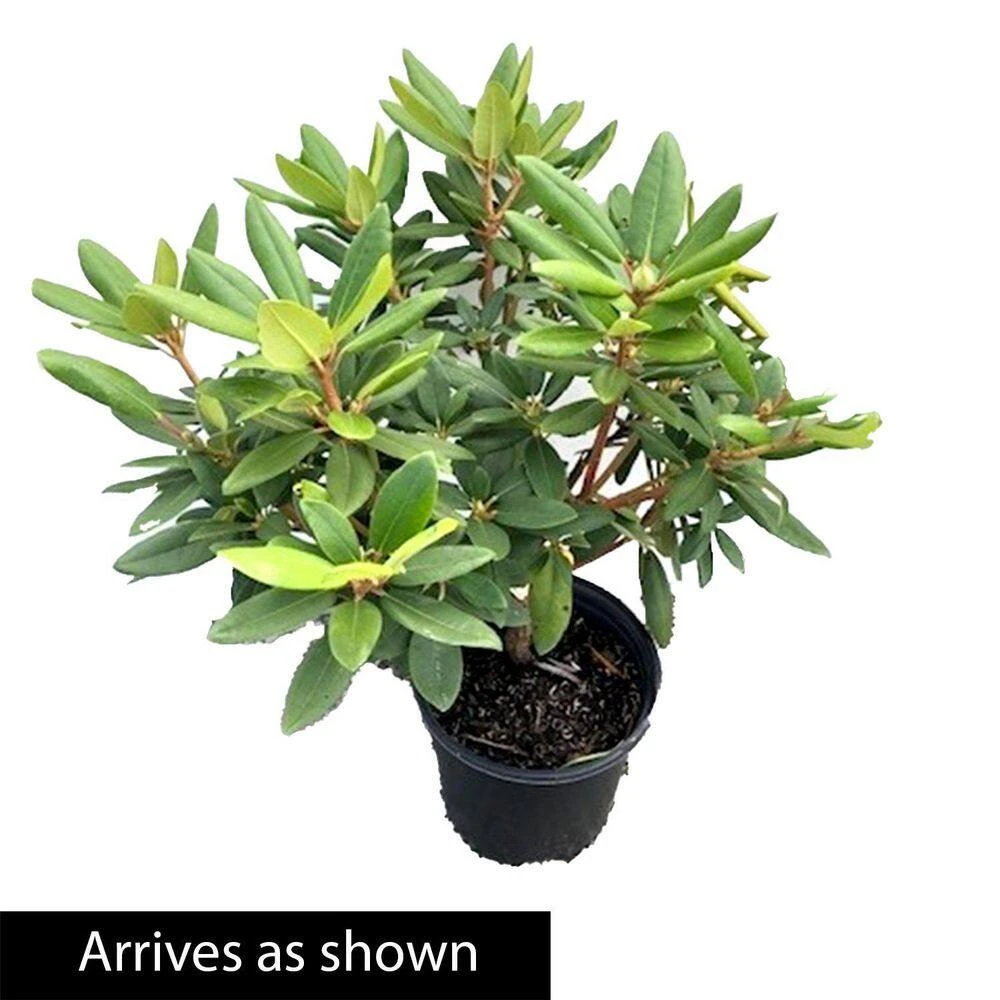 Spring Hill Nurseries 1.50 Gal. Pot, Boursault Rhododendron, Live Broadleaf Evergreen Flowering Shrub (1-Pack) 2 Spring Hill Nurseries 1.50 Gal. Pot, Boursault Rhododendron, Live Broadleaf Evergreen Flowering Shrub (1-Pack) - Image 2