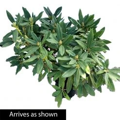 Spring Hill Nurseries 1.50 Gal. Pot, Chinoides Rhododendron, Live Broadleaf Evergreen Flowering Shrub (1-Pack) 5 Spring Hill Nurseries 1.50 Gal. Pot, Chinoides Rhododendron, Live Broadleaf Evergreen Flowering Shrub (1-Pack) -Spring Hill Nurseries Shop spring hill nurseries bushes 88736 4f 1000