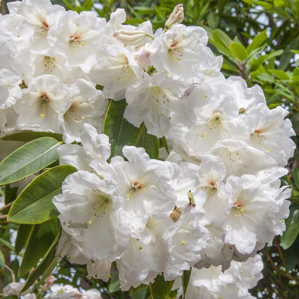 Spring Hill Nurseries 1.50 Gal. Pot, Chinoides Rhododendron, Live Broadleaf Evergreen Flowering Shrub (1-Pack) 1 Spring Hill Nurseries 1.50 Gal. Pot, Chinoides Rhododendron, Live Broadleaf Evergreen Flowering Shrub (1-Pack)
