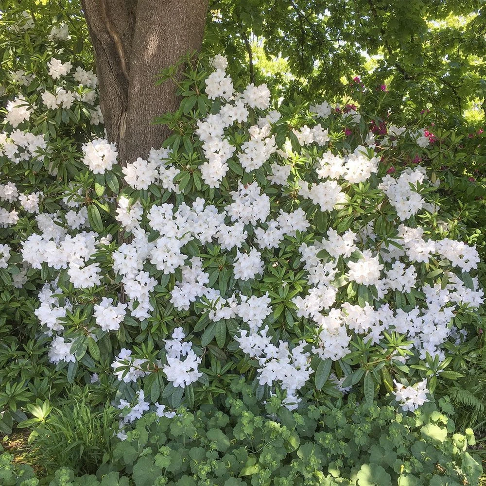 Spring Hill Nurseries 1.50 Gal. Pot, Chinoides Rhododendron, Live Broadleaf Evergreen Flowering Shrub (1-Pack) 2 Spring Hill Nurseries 1.50 Gal. Pot, Chinoides Rhododendron, Live Broadleaf Evergreen Flowering Shrub (1-Pack) - Image 2