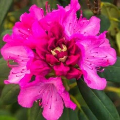 Spring Hill Nurseries 1.50 Gal. Pot, English Roseum Rhododedron, Live Broadleaf Evergreen Flowering Shrub (1-Pack)