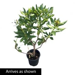Spring Hill Nurseries 1.50 Gal. Pot, Nova Zembla Rhododendron, Live Broadleaf Evergreen Flowering Shrub (1-Pack) -Spring Hill Nurseries Shop spring hill nurseries bushes 88738 4f 1000