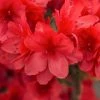 Spring Hill Nurseries 1 Gal. Pot Girard Crimson Azalea, Live Broadleaf Evergreen Flowering Shrub (1-Pack)