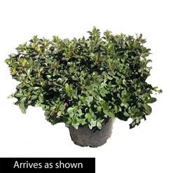 Spring Hill Nurseries 2.25 Gal. Pot Girard Hot Shot Azalea, Live Broadleaf Evergreen Flowering Shrub (1-Pack) -Spring Hill Nurseries Shop spring hill nurseries bushes 88740 4f 1000
