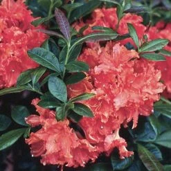 Spring Hill Nurseries 2.25 Gal. Pot Girard Hot Shot Azalea, Live Broadleaf Evergreen Flowering Shrub (1-Pack)