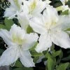 Spring Hill Nurseries 2.25 Gal. Pot Girard Pleasant Azalea, Live Broadleaf Evergreen Flowering Shrub (1-Pack)