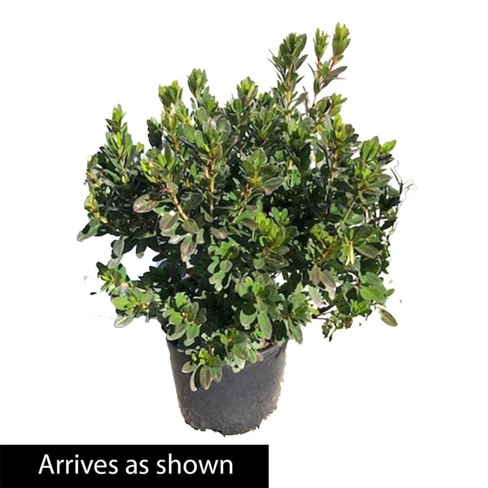 Spring Hill Nurseries 2.25 Gal. Pot Girard Rose Azalea, Live Broadleaf Evergreen Flowering Shrub (1-Pack) 3 Spring Hill Nurseries 2.25 Gal. Pot Girard Rose Azalea, Live Broadleaf Evergreen Flowering Shrub (1-Pack) - Image 3