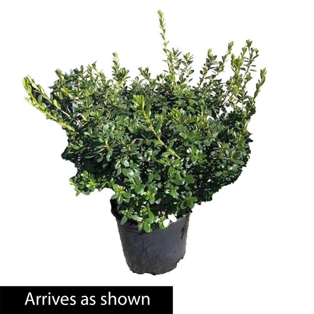 Spring Hill Nurseries 2.25 Gal. Pot, Karen Azalea, Live Broadleaf Evergreen Flowering Shrub (1-Pack) 3 Spring Hill Nurseries 2.25 Gal. Pot, Karen Azalea, Live Broadleaf Evergreen Flowering Shrub (1-Pack) - Image 3
