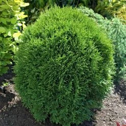 Spring Hill Nurseries 2.25 Gal. Pot, Hetz Midget Arborvitae (Thuja), Live Evergreen Shrub (1-Pack)