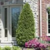 Spring Hill Nurseries 2.50 Qt. Pot, Emerald Green Arborvitae (Thuja), Live Evergreen Shrub (1-Pack)