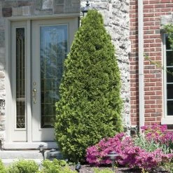 Spring Hill Nurseries 2.50 Qt. Pot, Emerald Green Arborvitae (Thuja), Live Evergreen Shrub (1-Pack)