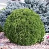 Spring Hill Nurseries 2.25 Gal. Pot, Tom Thumb Arborvitae (Thuja), Live Evergreen Shrub (1-Pack)