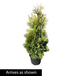 Spring Hill Nurseries 2.25 Gal. Pot Yellow Ribbon Arborvitae (Thuja) Live Evergreen Shrub (1-Pack) -Spring Hill Nurseries Shop spring hill nurseries bushes 88762 4f 1000