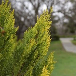 Spring Hill Nurseries 2.25 Gal. Pot Yellow Ribbon Arborvitae (Thuja) Live Evergreen Shrub (1-Pack)