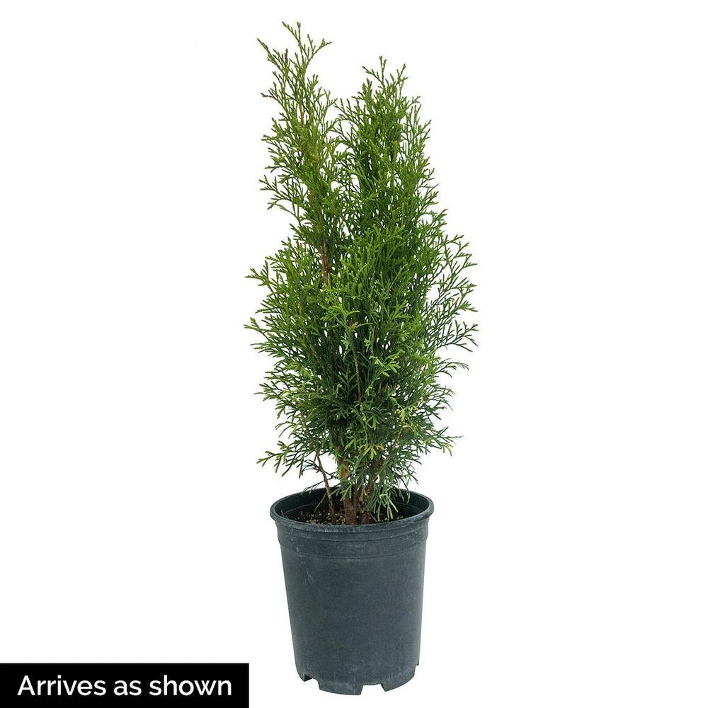 Spring Hill Nurseries 2.50 Qt. Pot, Green Giant Arborvitae (Thuja), Live Evergreen Shrub (1-Pack) 3 Spring Hill Nurseries 2.50 Qt. Pot, Green Giant Arborvitae (Thuja), Live Evergreen Shrub (1-Pack) - Image 3