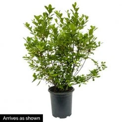 Spring Hill Nurseries 1 Gal. Pot Girard Rose Azalea, Live Broadleaf Evergreen Flowering Shrub (1-Pack) -Spring Hill Nurseries Shop spring hill nurseries bushes 88780 4f 1000