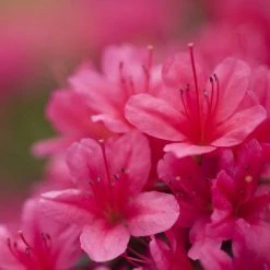 Spring Hill Nurseries 1 Gal. Pot Girard Rose Azalea, Live Broadleaf Evergreen Flowering Shrub (1-Pack)