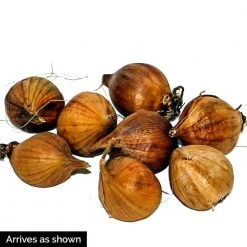 Spring Hill Nurseries Dwarf Reticulata Iris Spring Flowering Dormant Bulb Mixture (25-Pack) -Spring Hill Nurseries Shop spring hill nurseries flower bulbs 85111 4f 1000