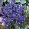 Spring Hill Nurseries Dwarf Reticulata Iris Spring Flowering Dormant Bulb Mixture (25-Pack)