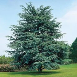 Spring Hill Nurseries 2.50 qt. Pot, Electric Blue Deodora Cedar, Live Evergreen Tree (1-Pack)