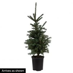 Spring Hill Nurseries 2.25 Gal. Pot, Norway Spruce (Picea), Live Evergreen Tree (1-Pack) 7 Spring Hill Nurseries 2.25 Gal. Pot, Norway Spruce (Picea), Live Evergreen Tree (1-Pack) -Spring Hill Nurseries Shop spring hill nurseries ornamental trees 88732 1f 1000