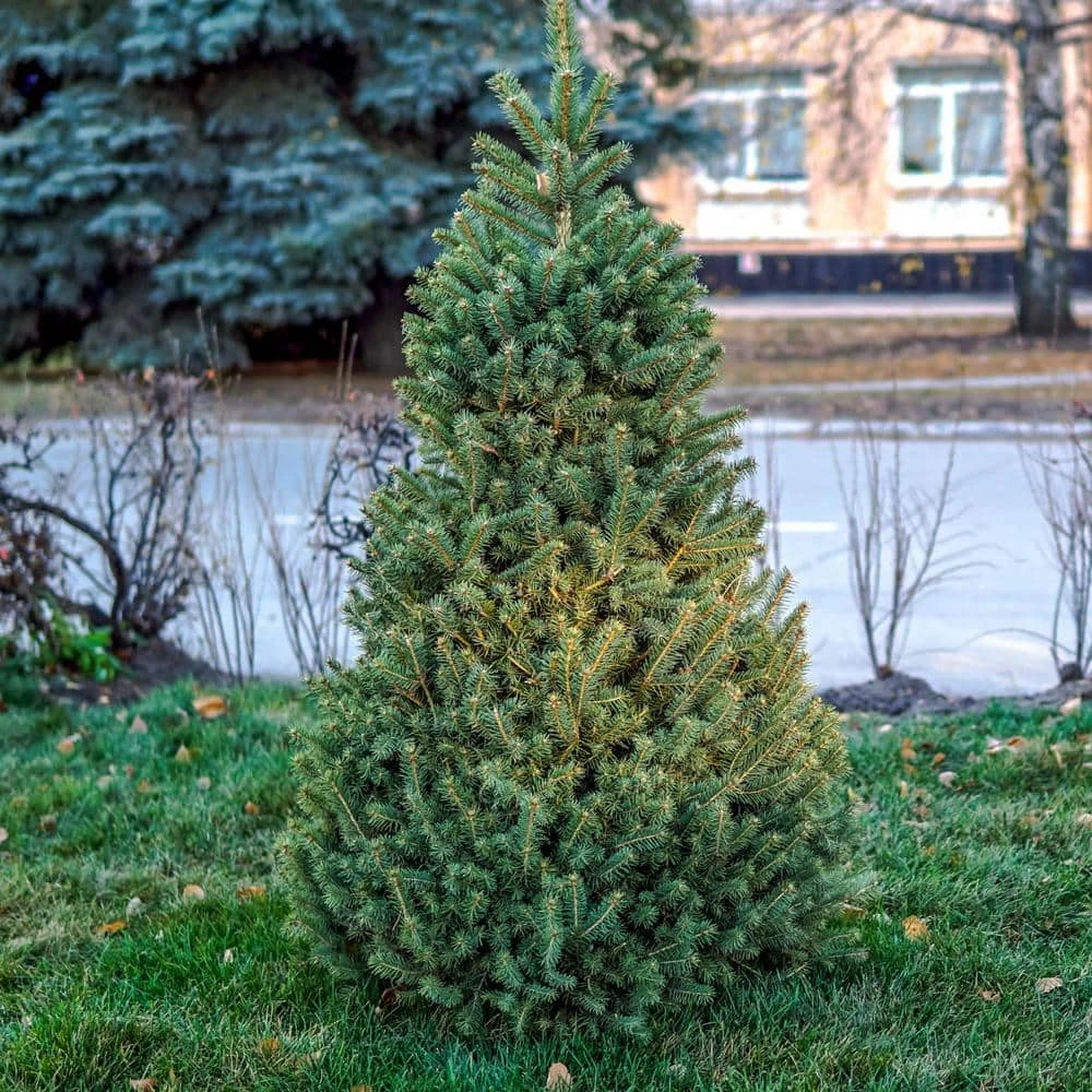 Spring Hill Nurseries 2.25 Gal. Pot, Norway Spruce (Picea), Live Evergreen Tree (1-Pack) 1 Spring Hill Nurseries 2.25 Gal. Pot, Norway Spruce (Picea), Live Evergreen Tree (1-Pack)