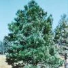 Spring Hill Nurseries 2.25 Gal. Pot, Eastern White Pine (Pinus), Live Evergreen