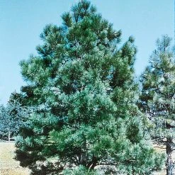 Spring Hill Nurseries 2.25 Gal. Pot, Eastern White Pine (Pinus), Live Evergreen