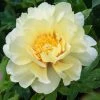 Spring Hill Nurseries Bartzella Itoh Peony (Paeonia), Live Bareroot Perennial Plant, Yellow Flowers (1-Pack)