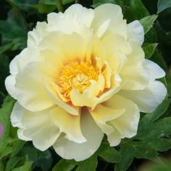 Spring Hill Nurseries Bartzella Itoh Peony (Paeonia), Live Bareroot Perennial Plant, Yellow Flowers (1-Pack)