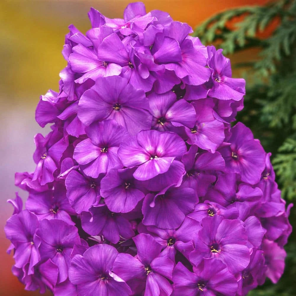 Spring Hill Nurseries Blue Boy Tall Phlox, Blue Flowering Perennial Live Bareroot Plant (1-Pack) 2 Spring Hill Nurseries Blue Boy Tall Phlox, Blue Flowering Perennial Live Bareroot Plant (1-Pack) - Image 2